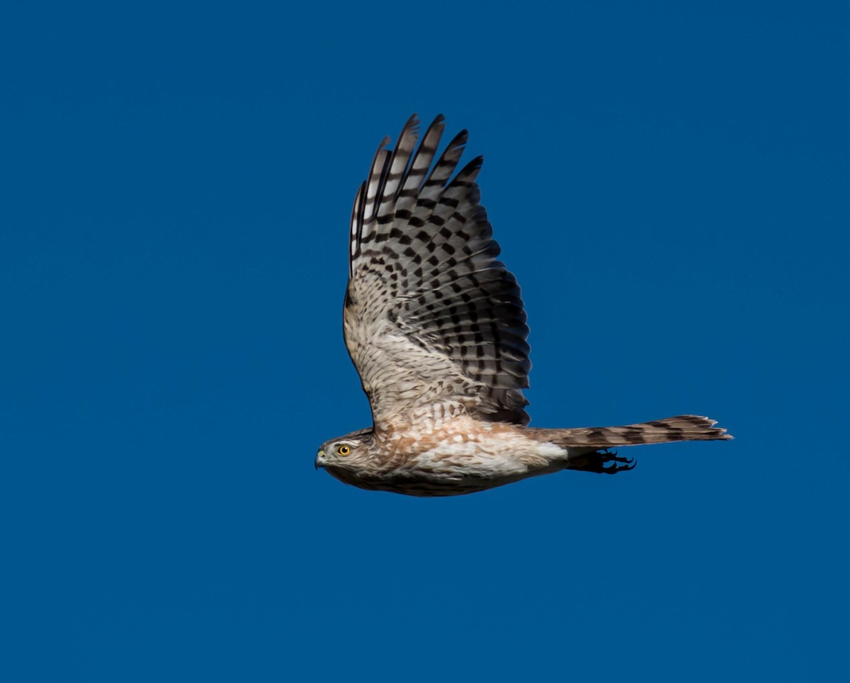 Cooper's Hawk - ML318946701