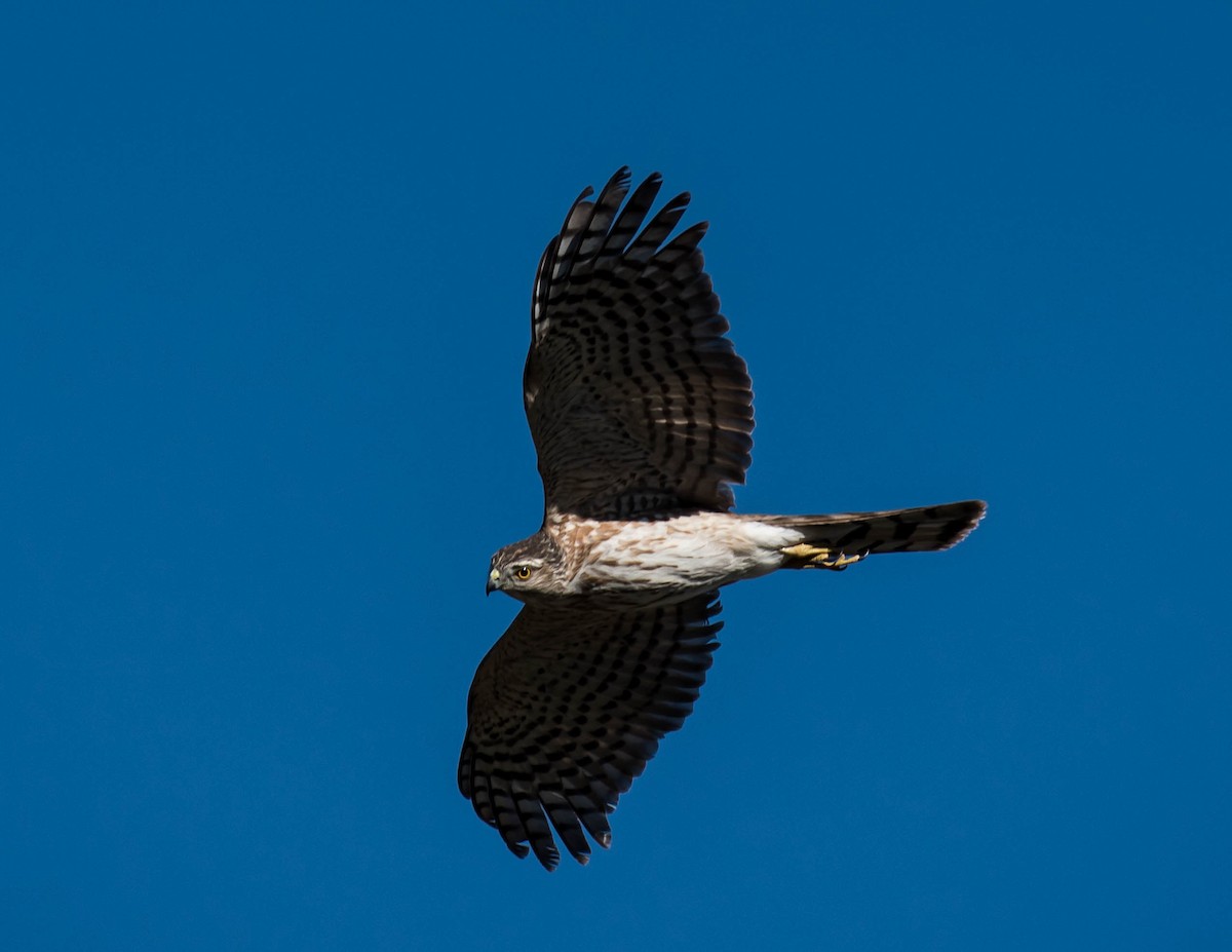 Cooper's Hawk - Thomas Brown