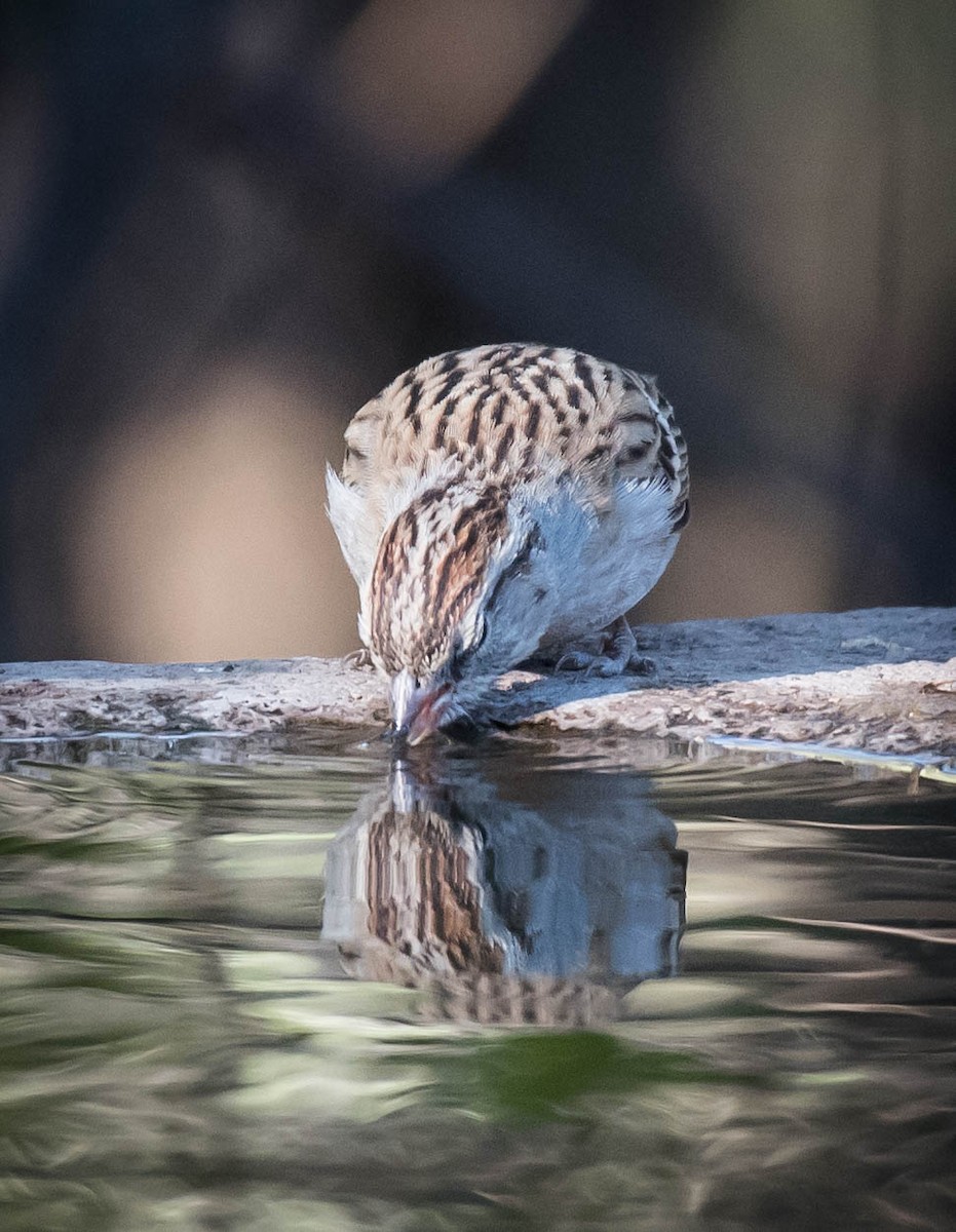 Chipping Sparrow - ML318947211