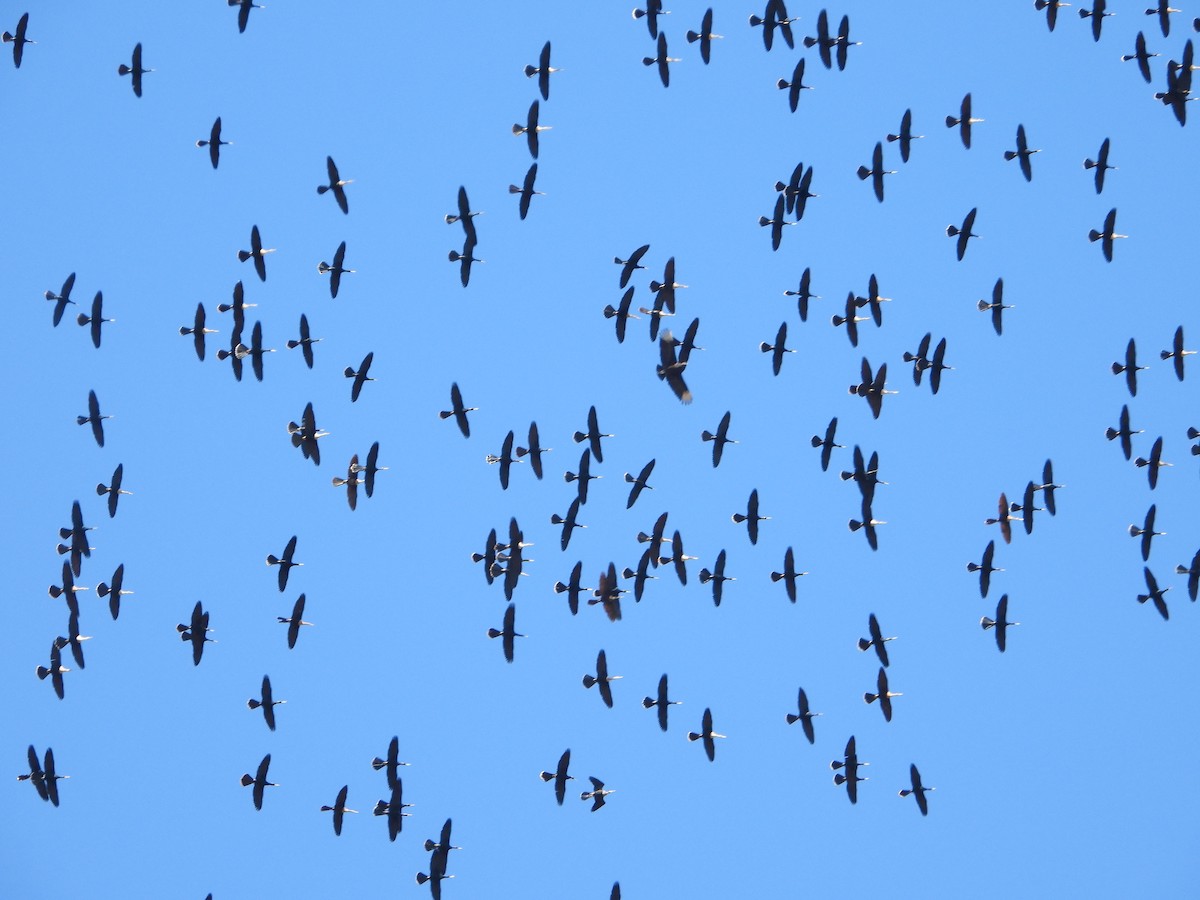 anhinga americká - ML318947231