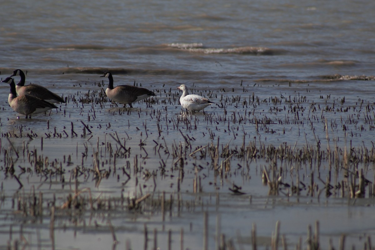 Snow Goose - ML318947441