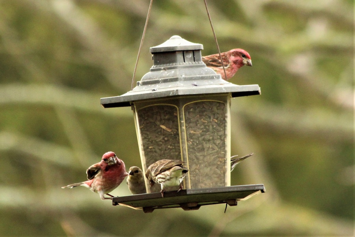 Purple Finch - ML318948611