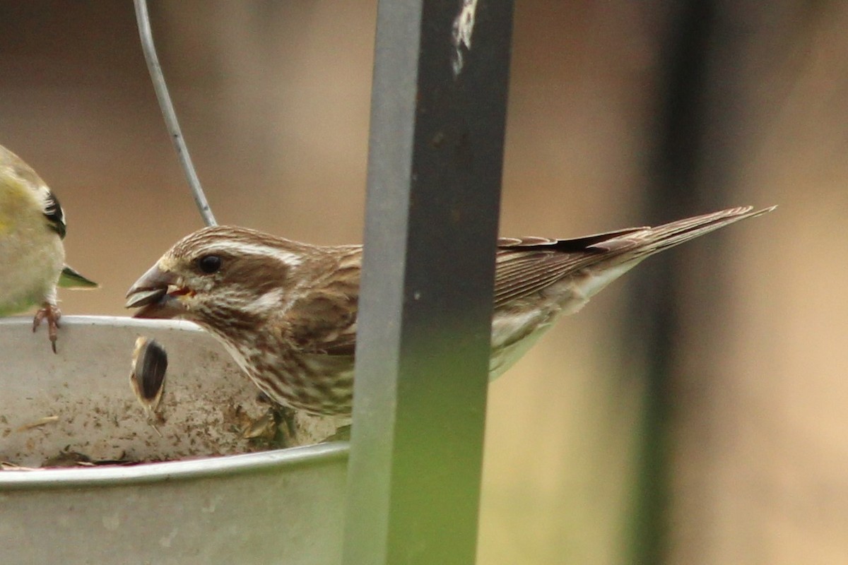 Purple Finch - ML318948661