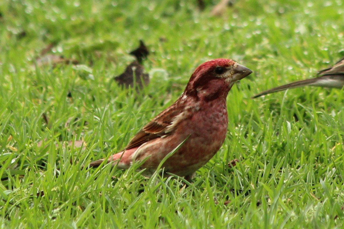 Purple Finch - ML318948671