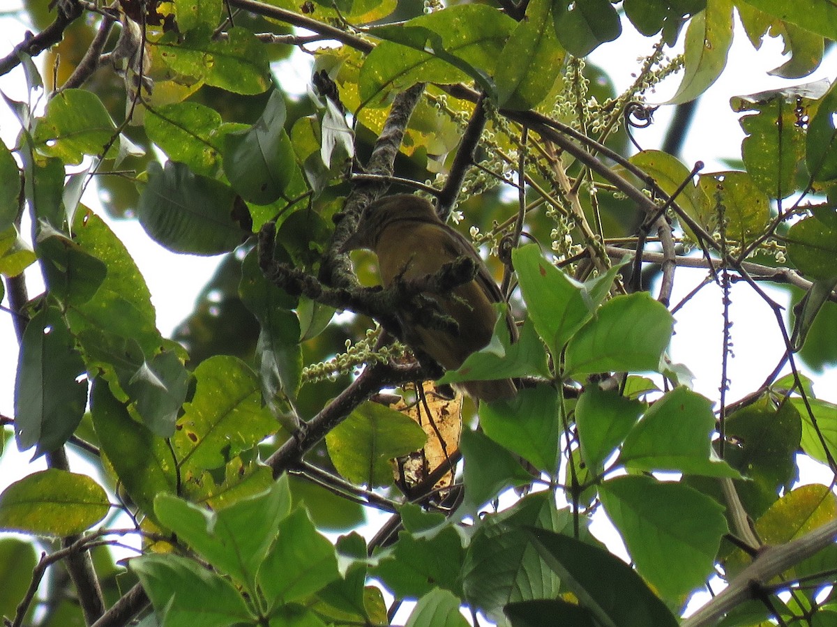 Fulvous Shrike-Tanager - ML318948771