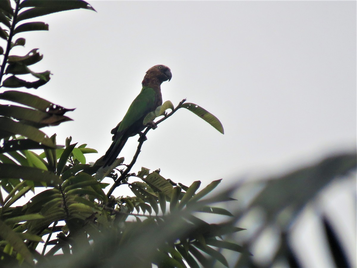 Red-fan Parrot - ML318949291