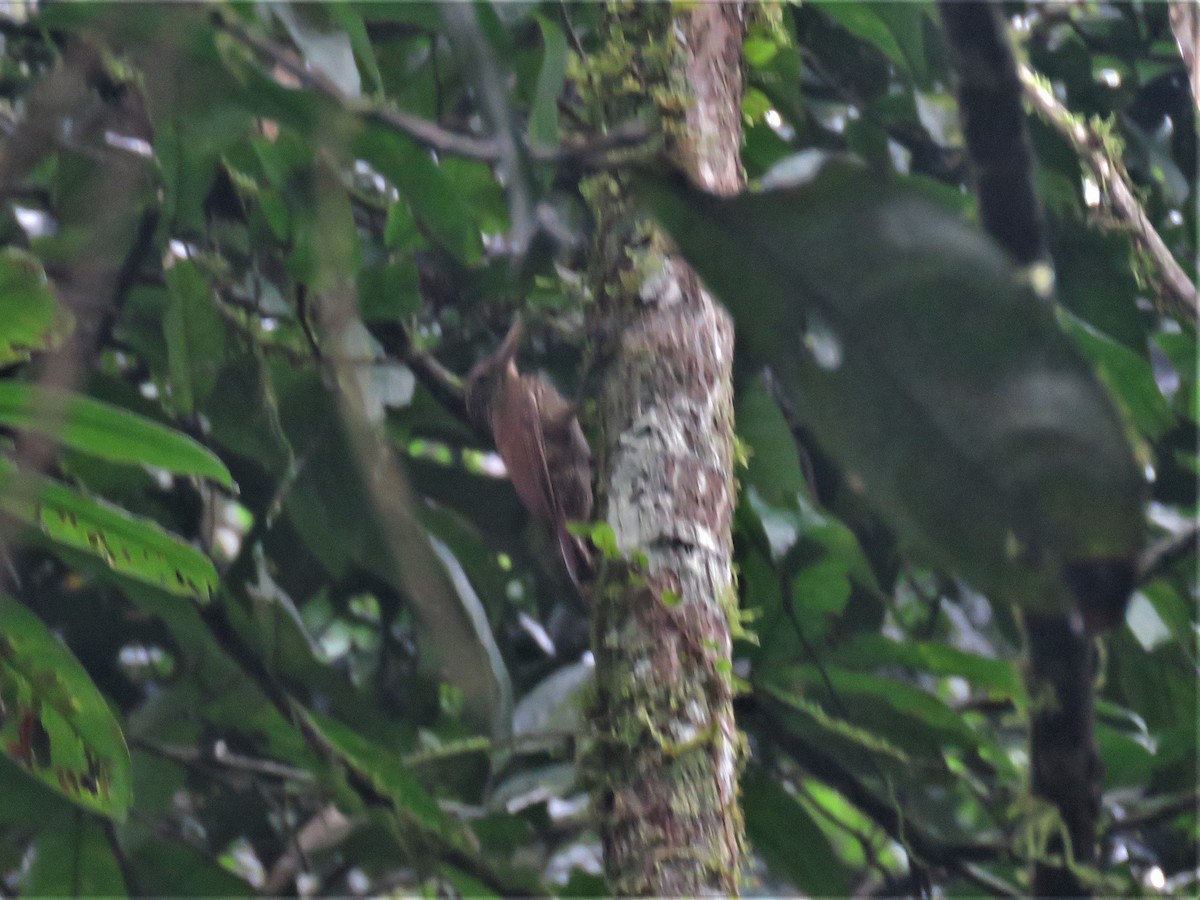 Striped Woodcreeper - ML318949401