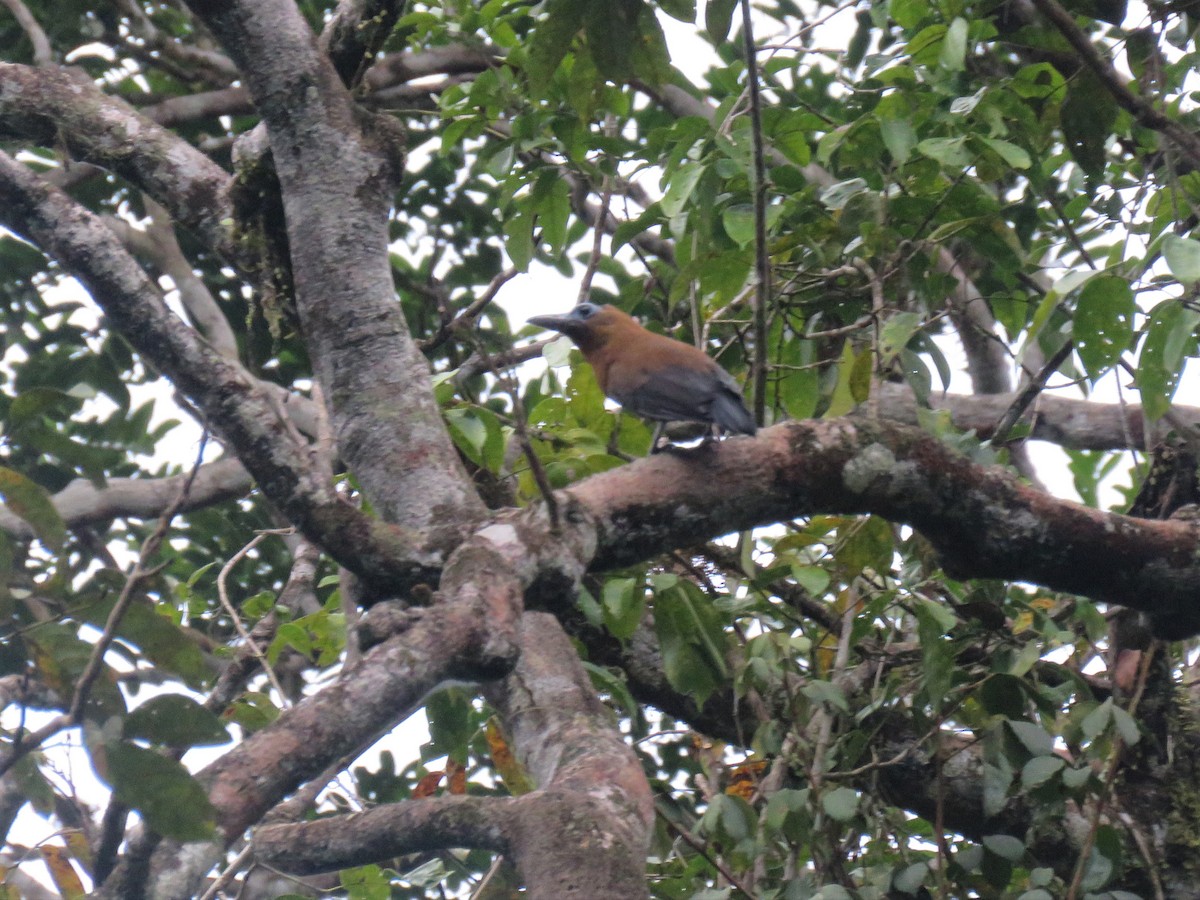 Capuchinbird - Hugo Foxonet