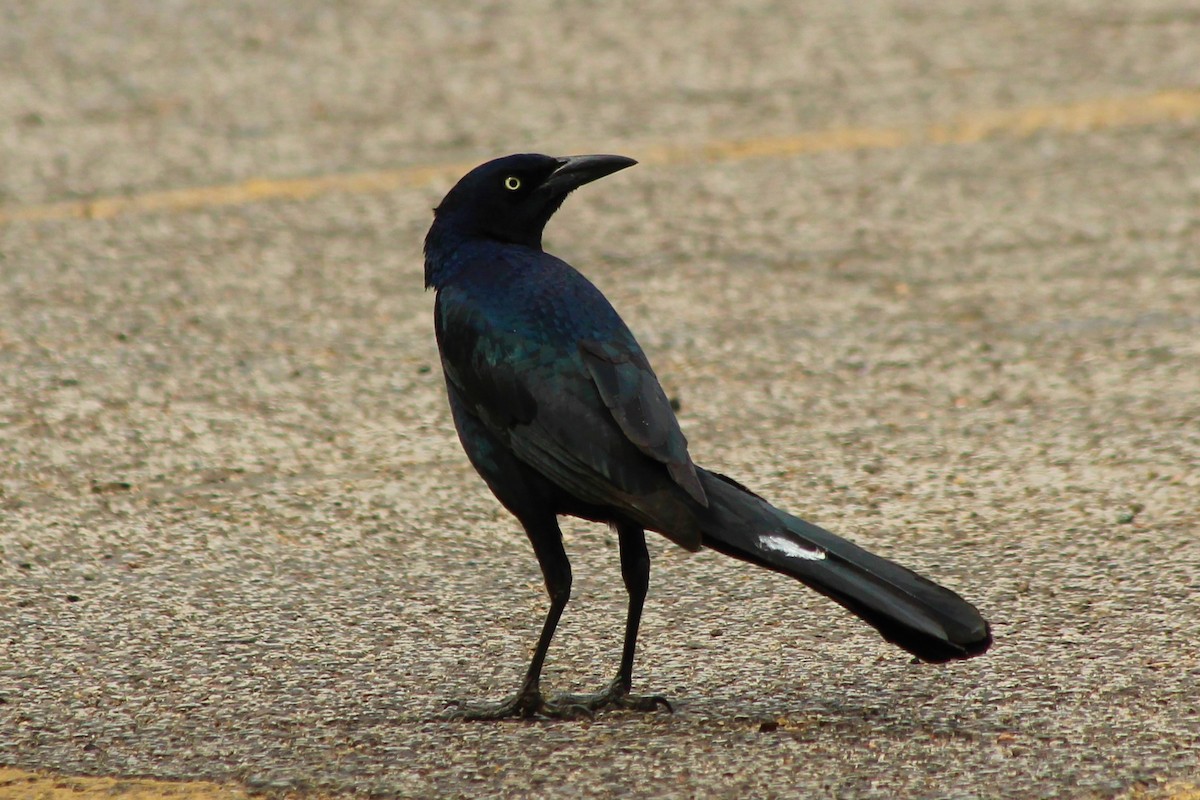 Great-tailed Grackle - ML318950331