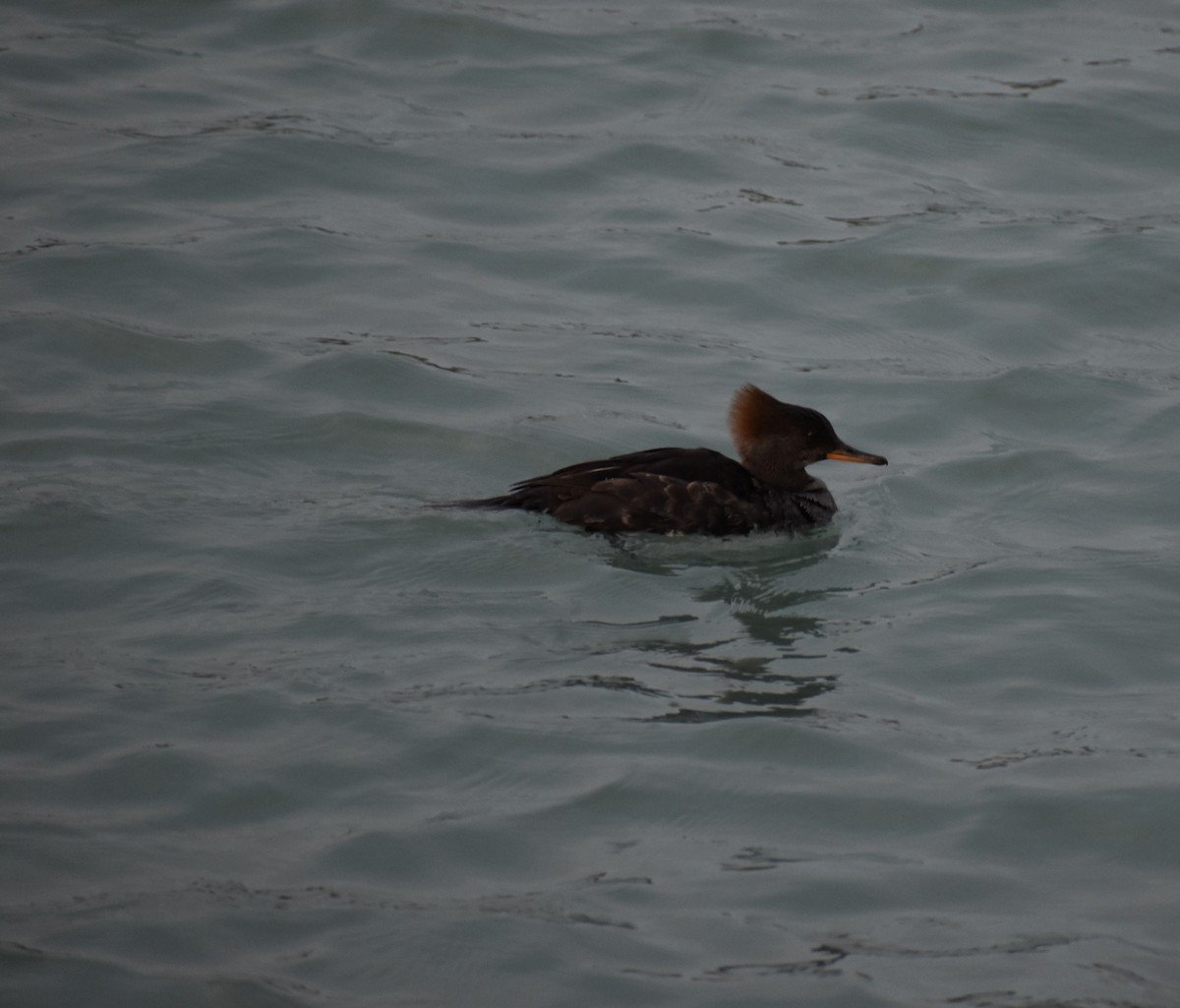 merganser sp. - ML318951601