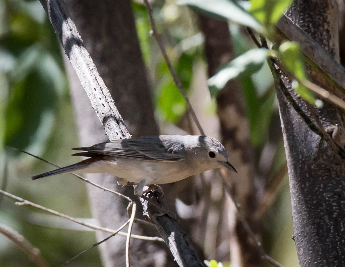 Lucy's Warbler - Thomas Brown