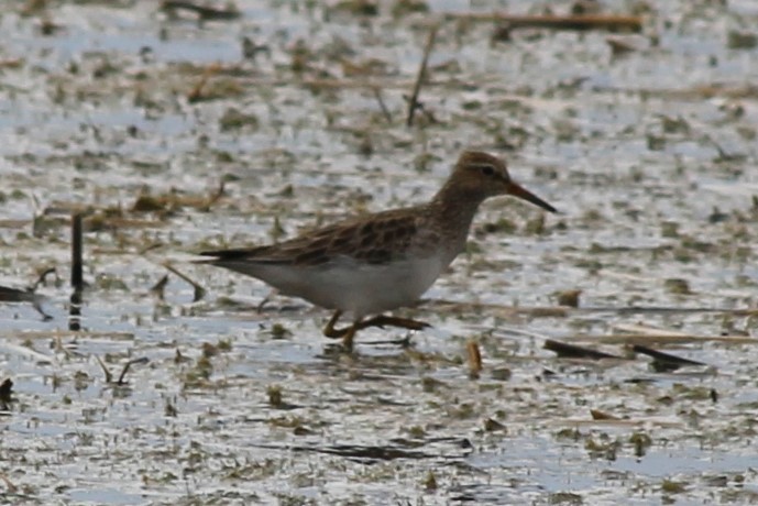 Pectoral Sandpiper - ML318952101