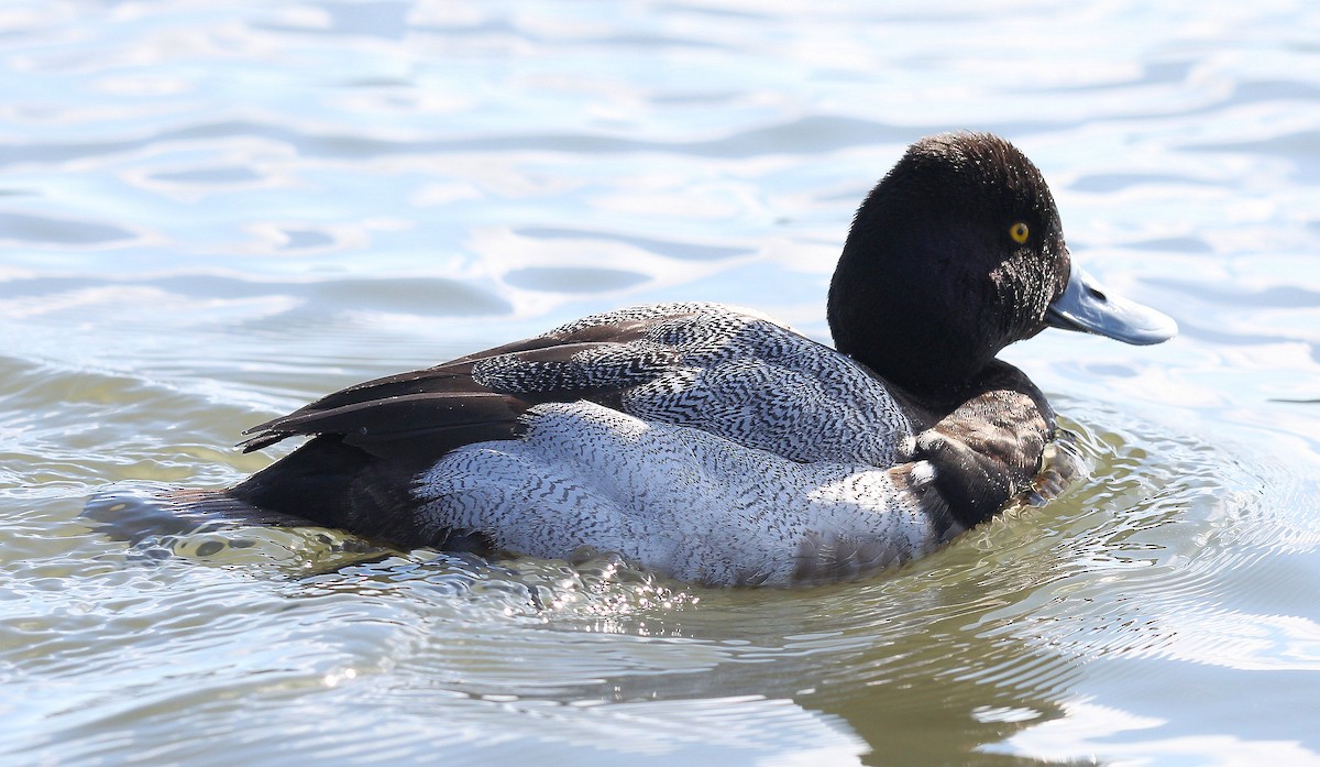 Lesser Scaup - ML318952111