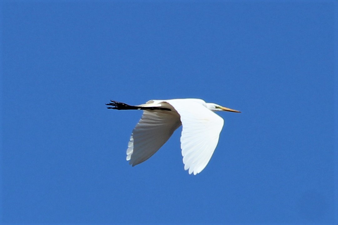 Great Egret - ML318953261