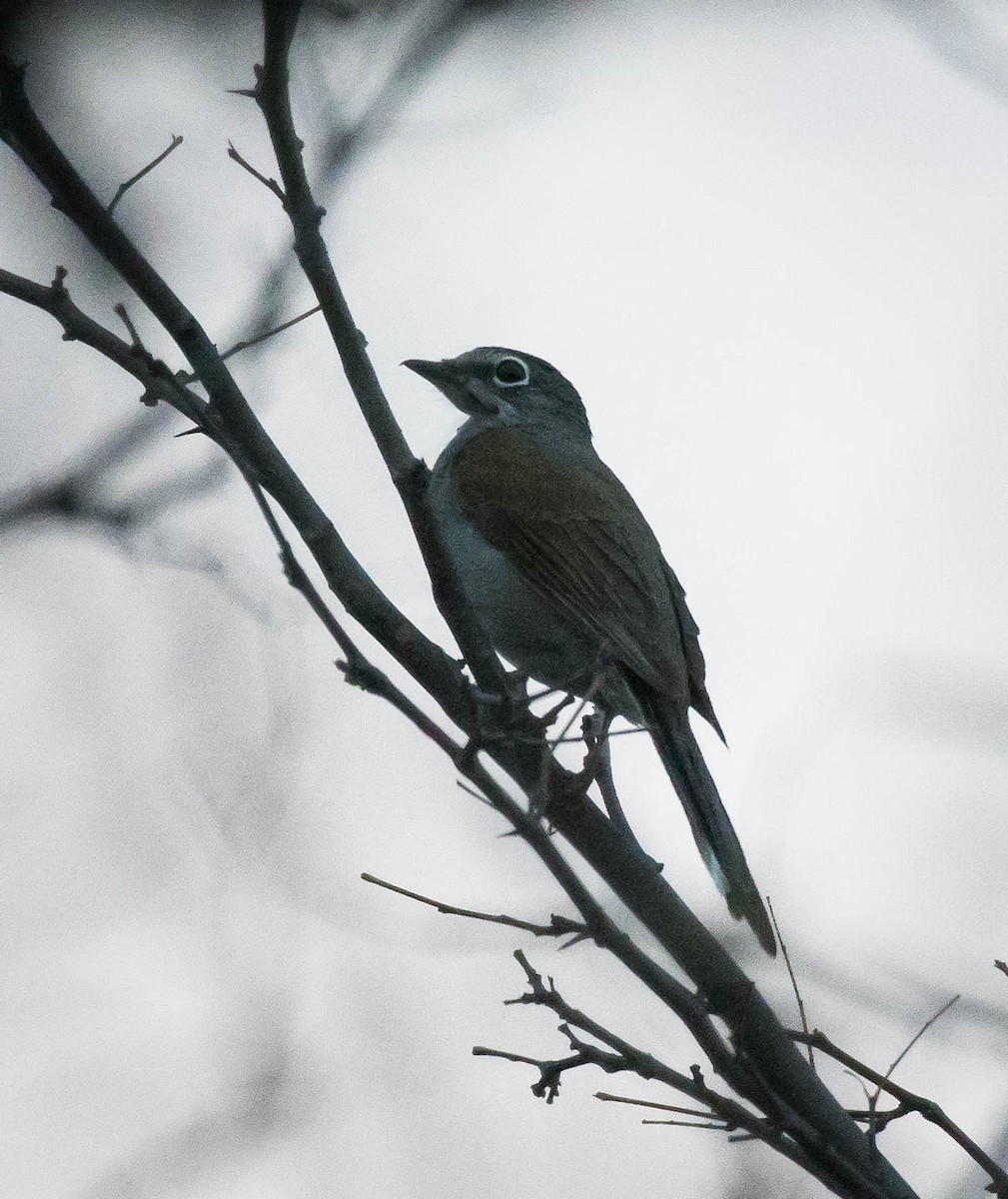 Brown-backed Solitaire - Thomas Brown