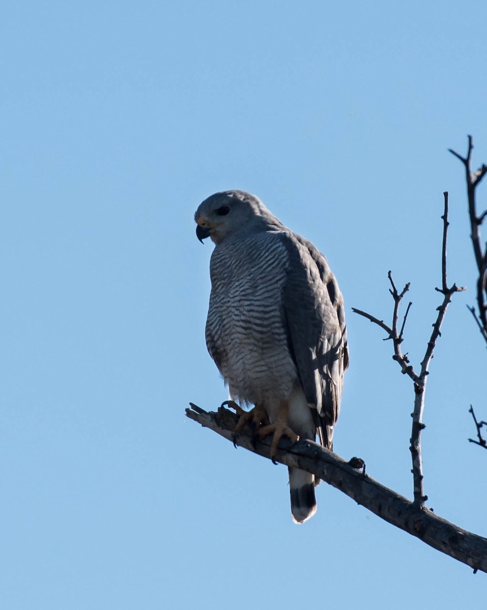 Gray Hawk - ML318955151