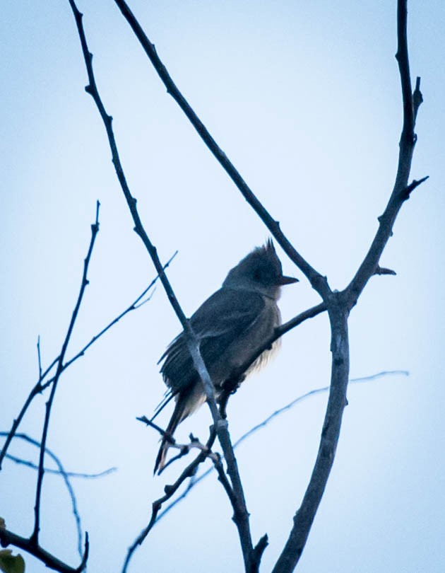 Greater Pewee - Thomas Brown