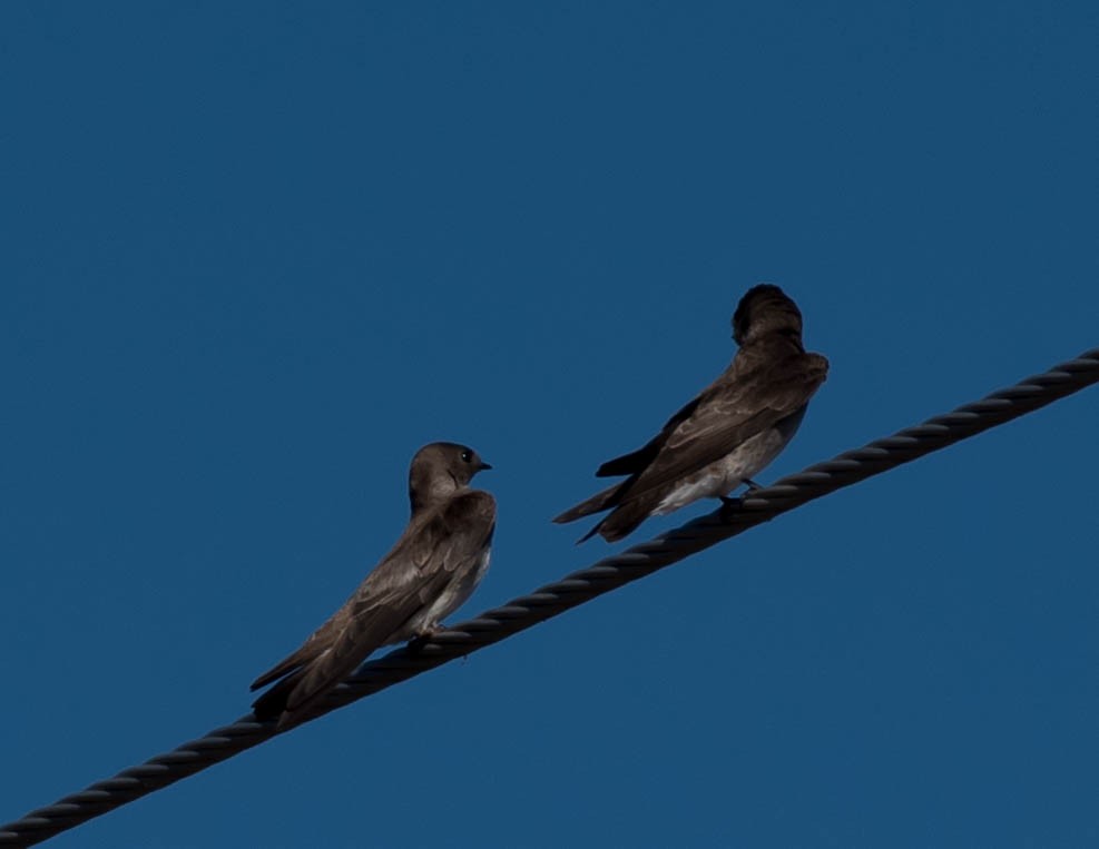 Northern Rough-winged Swallow - Thomas Brown