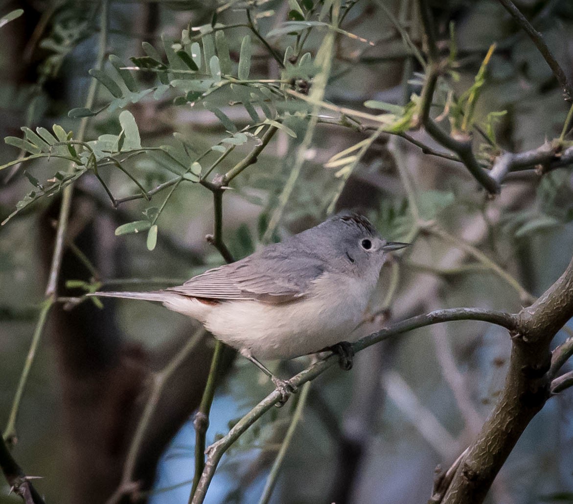 Lucy's Warbler - Thomas Brown