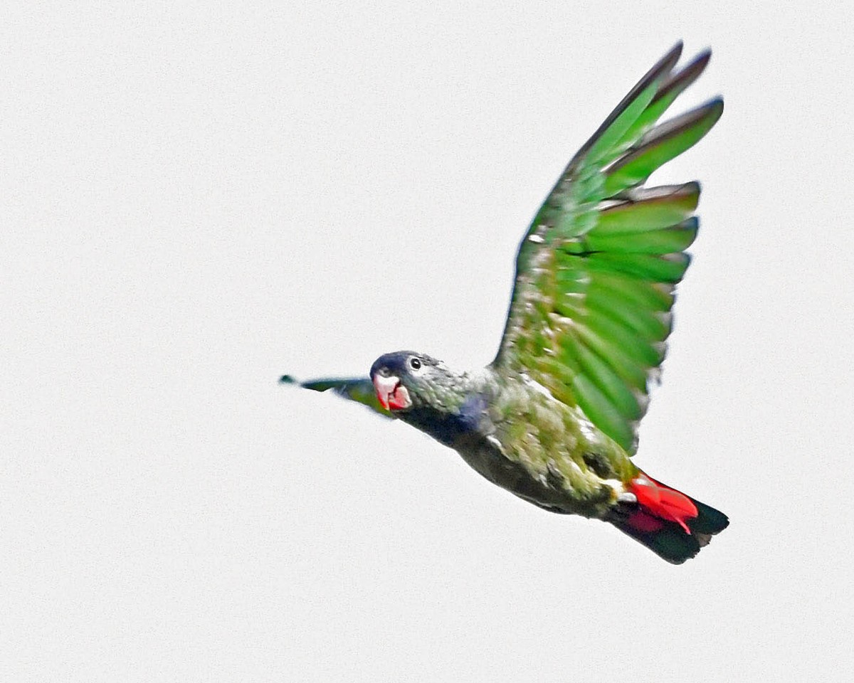 Red-billed Parrot - ML318955881