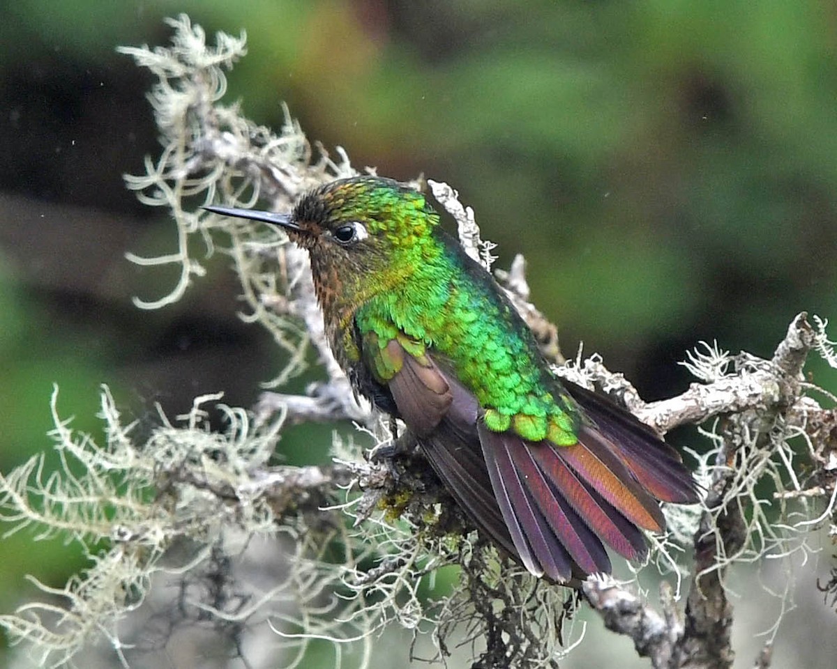kolibřík dřišťálový - ML318956191