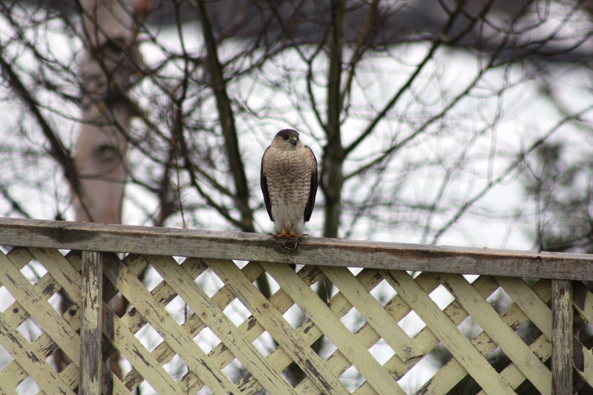 Sharp-shinned Hawk - ML31895781