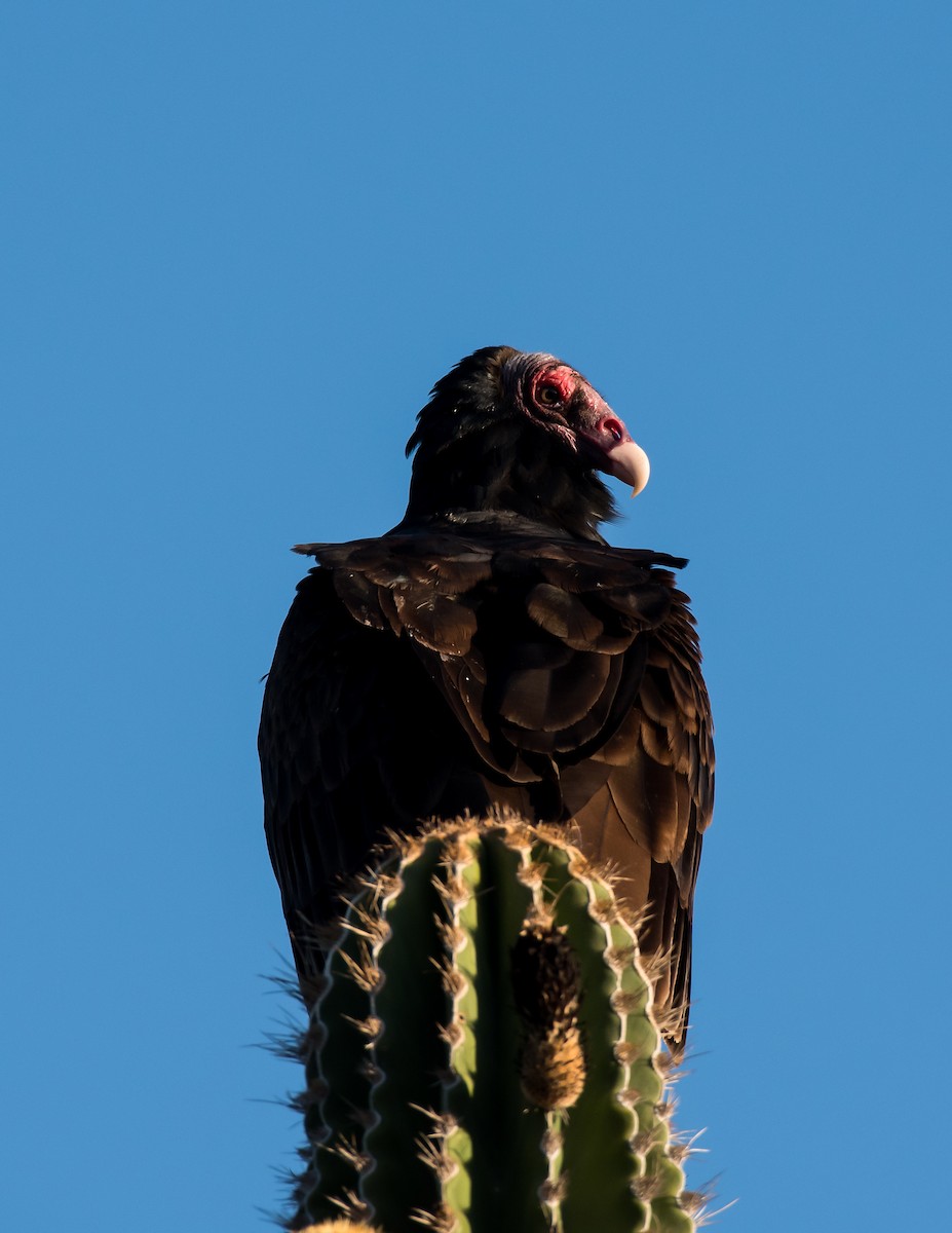 Urubu à tête rouge - ML318958881