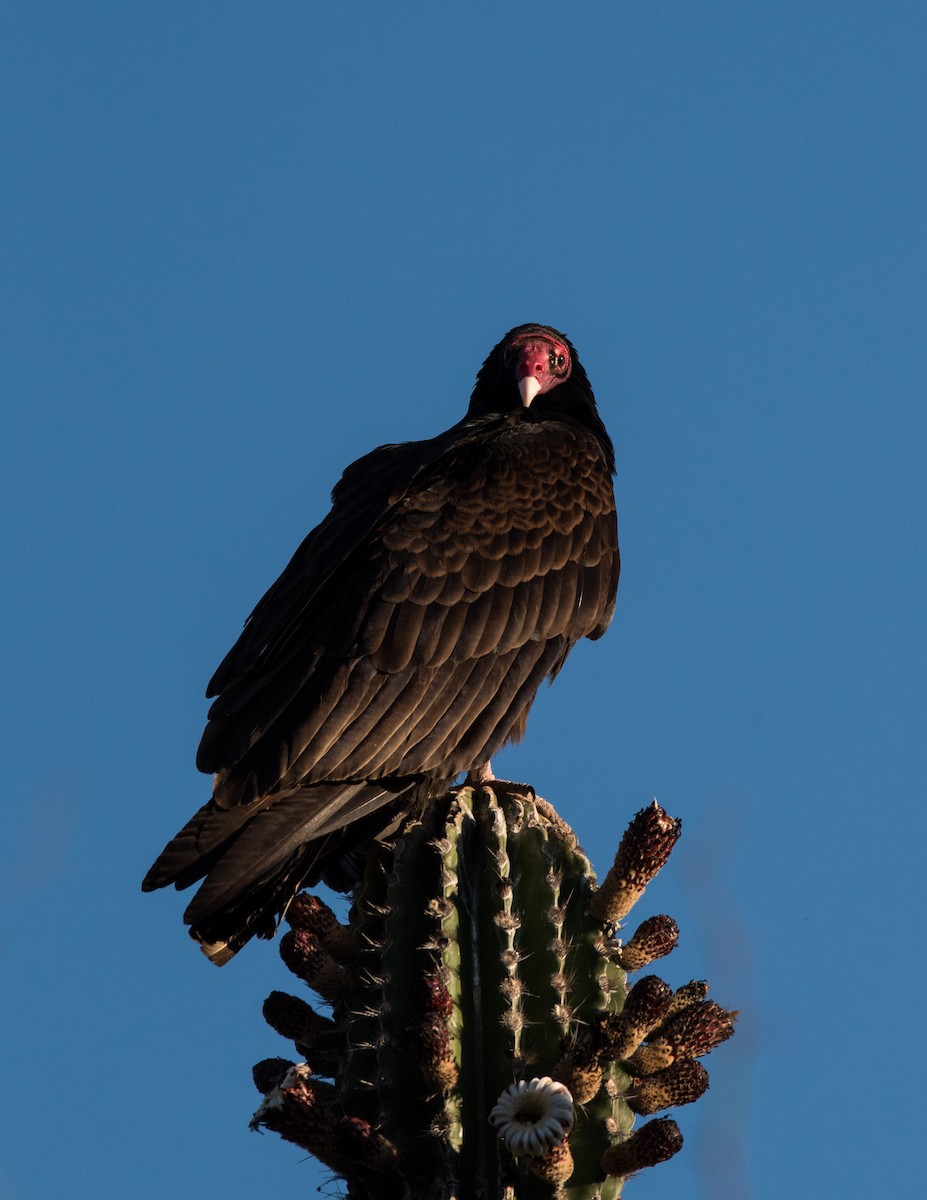 Turkey Vulture - ML318958921