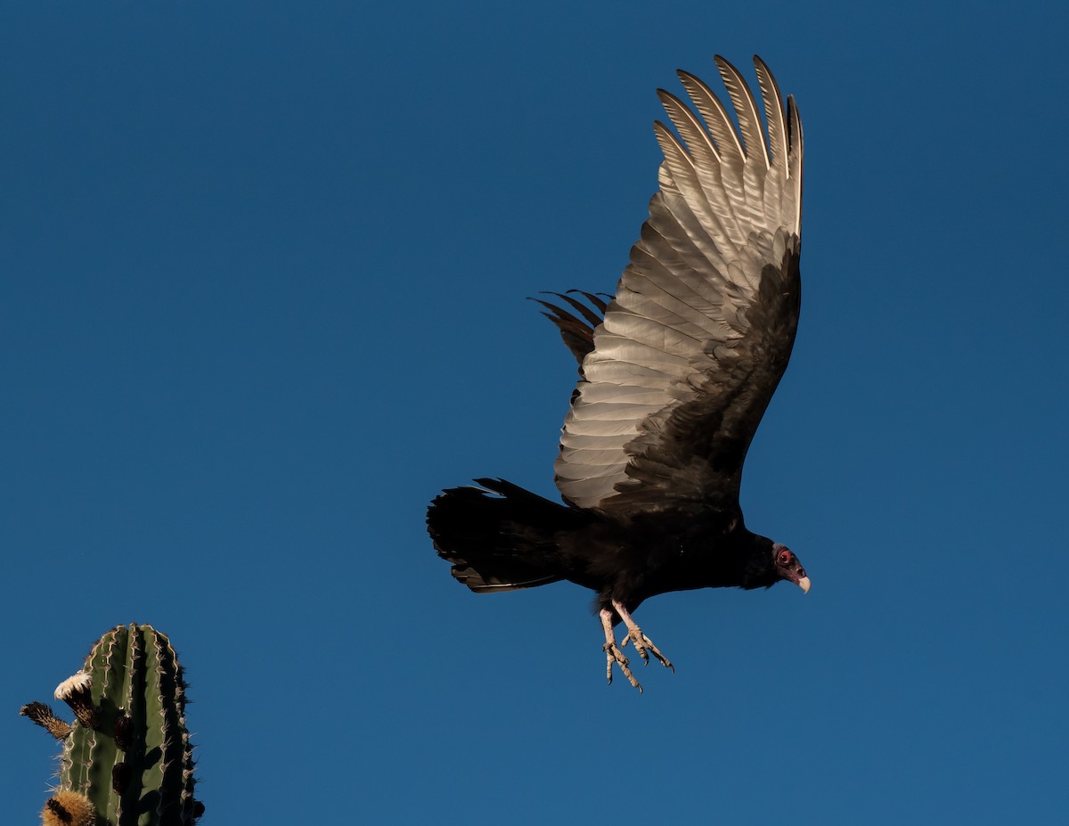 Turkey Vulture - ML318958931