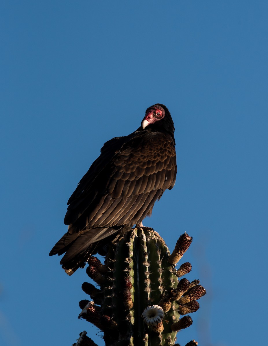 Turkey Vulture - ML318958941