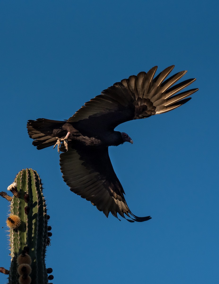 Turkey Vulture - ML318958951