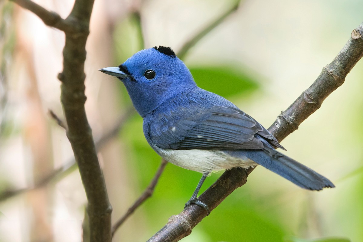 Black-naped Monarch - ML318959291