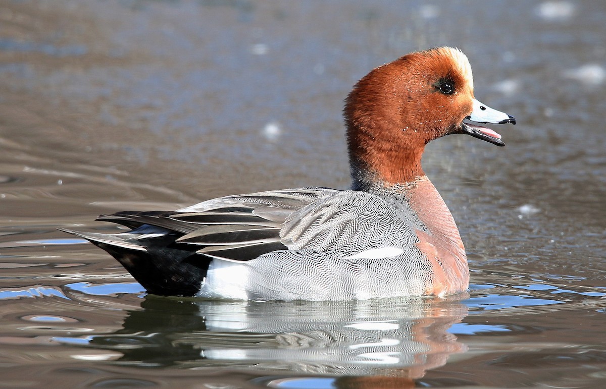 Eurasian Wigeon - ML318960571