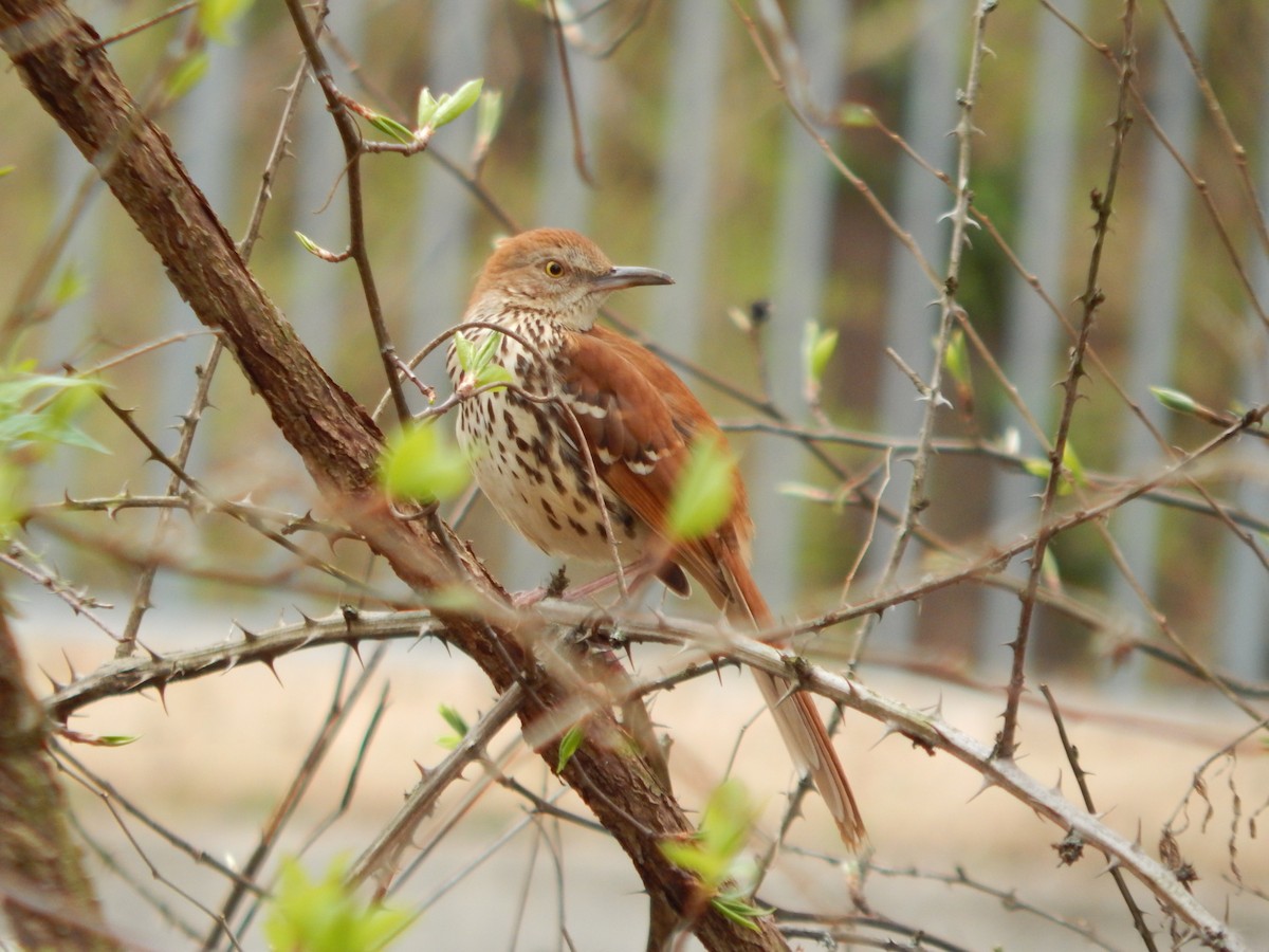 Brown Thrasher - ML318961231