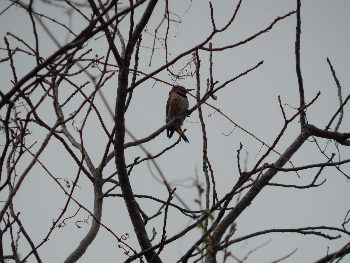 Northern Flicker - ML318961421