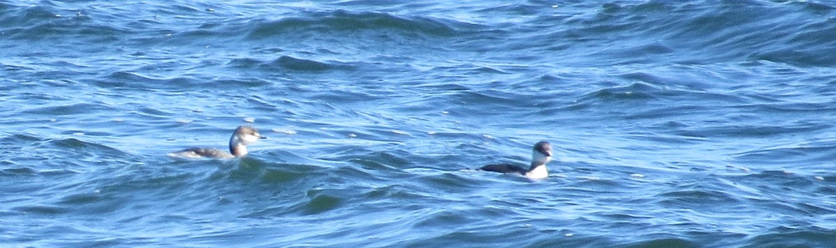 Horned Grebe - ML318961851