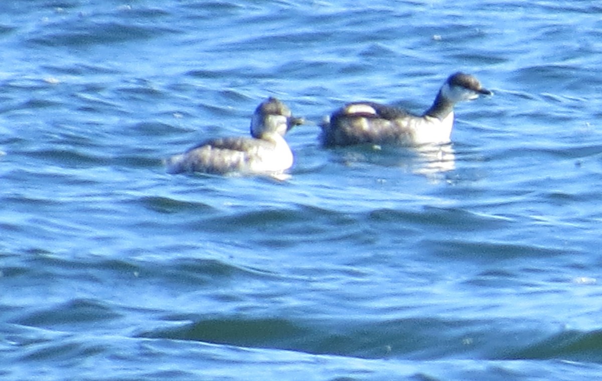 Horned Grebe - ML318961961