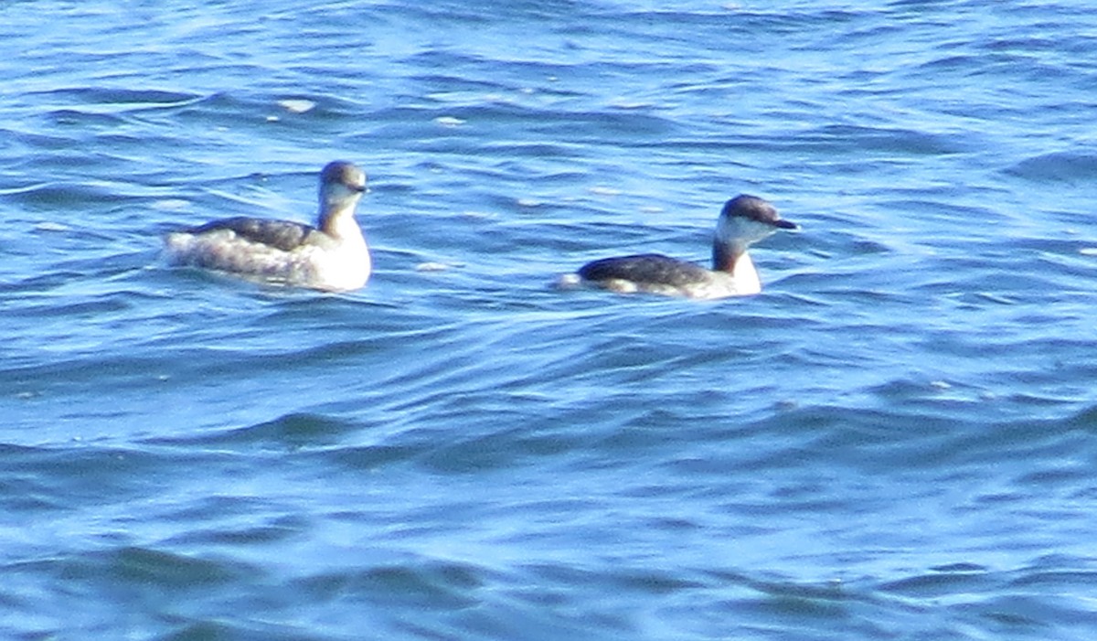 Horned Grebe - ML318962071