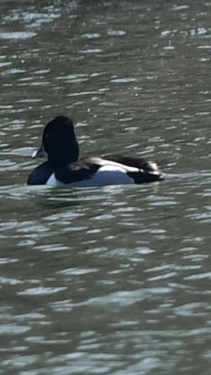 Ring-necked Duck - ML318962891
