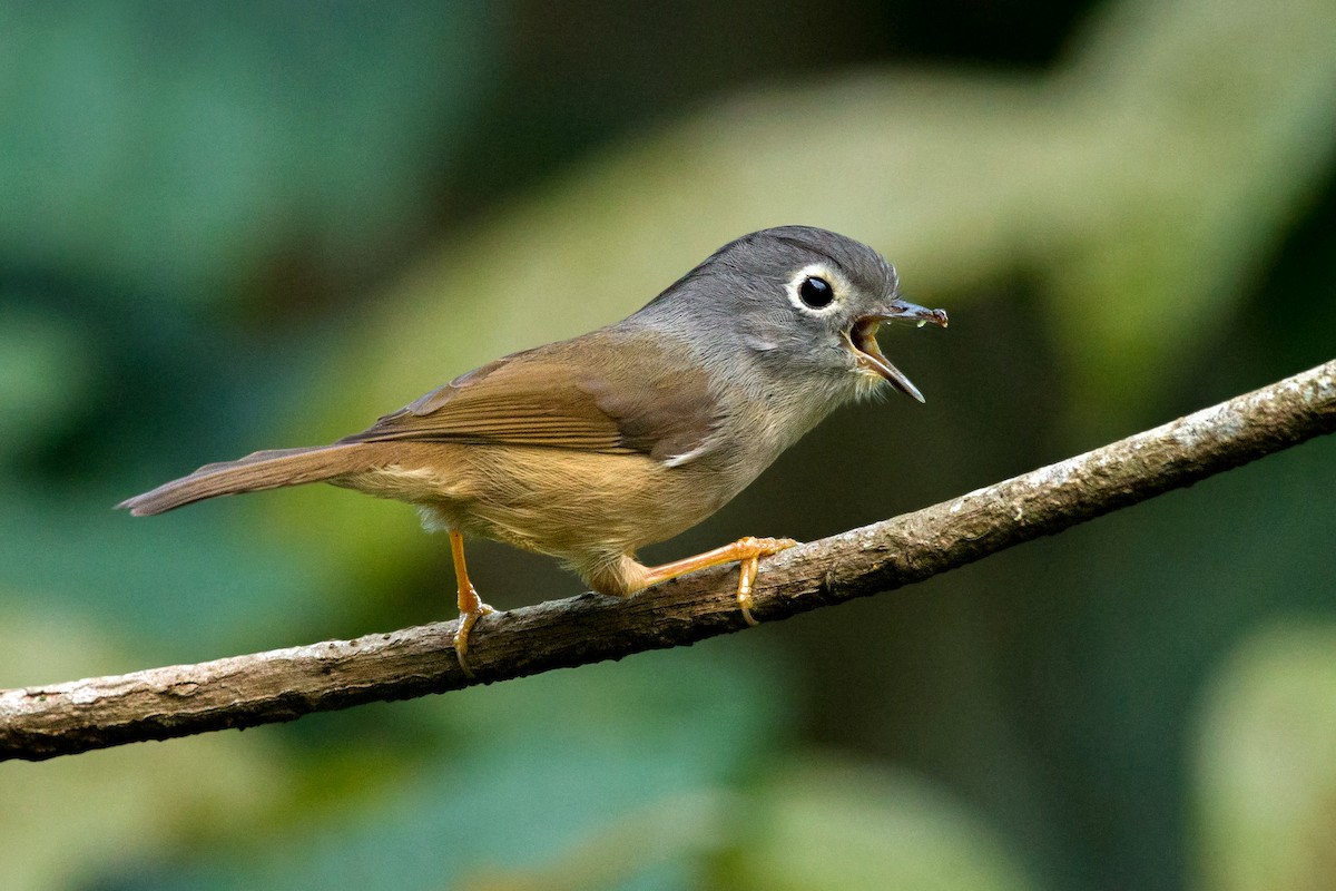 Morrison's Fulvetta - ML318963621