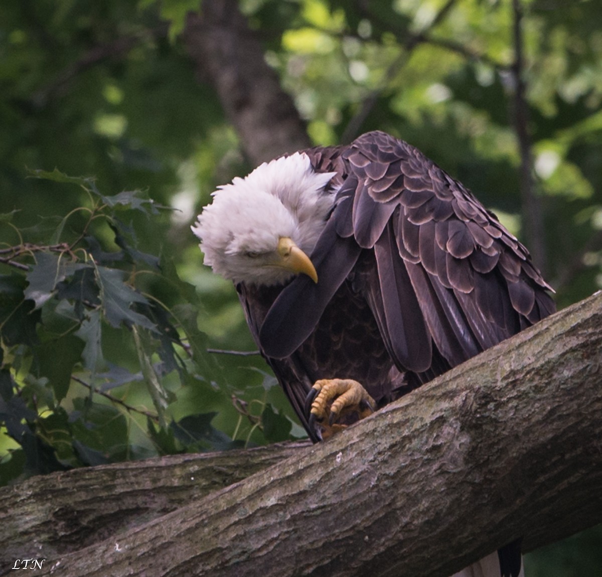 Bald Eagle - ML31896381