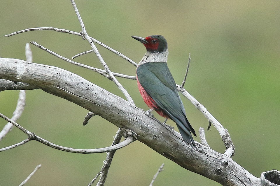 Lewis's Woodpecker - Edward  Rickson