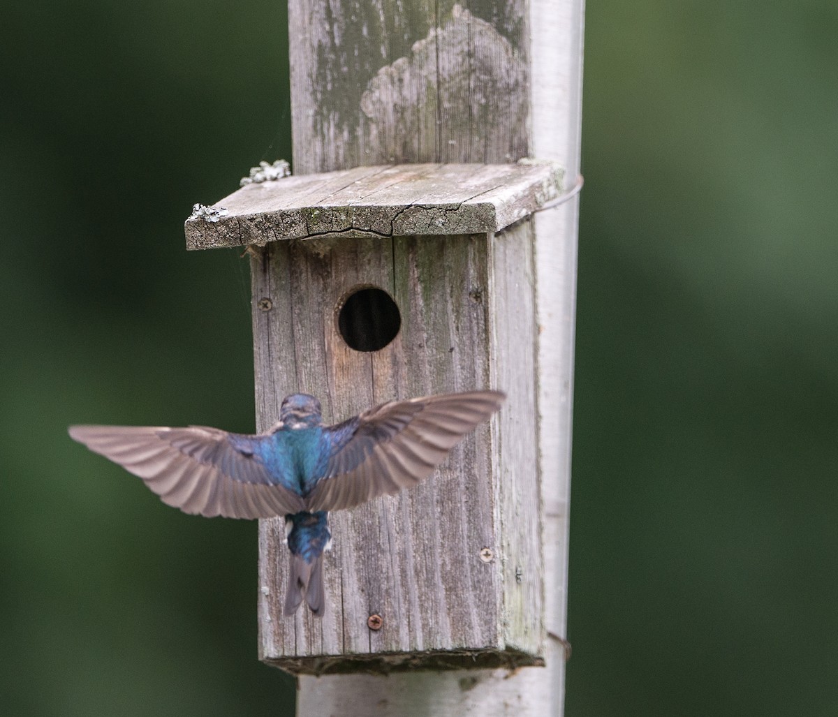 Eastern Bluebird - ML31896461