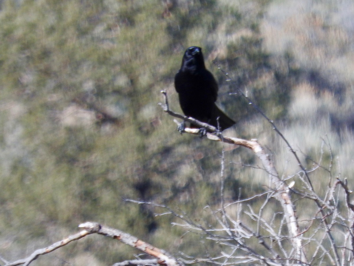 American Crow - ML318966641