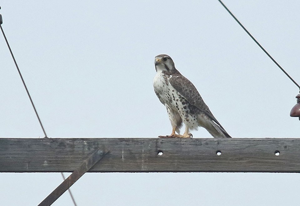 Prairie Falcon - ML31896701