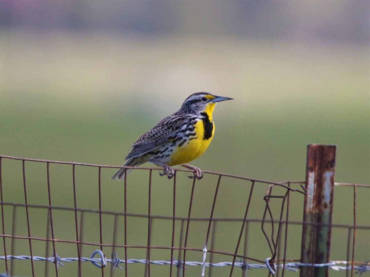 Western Meadowlark - Ryan Phillips