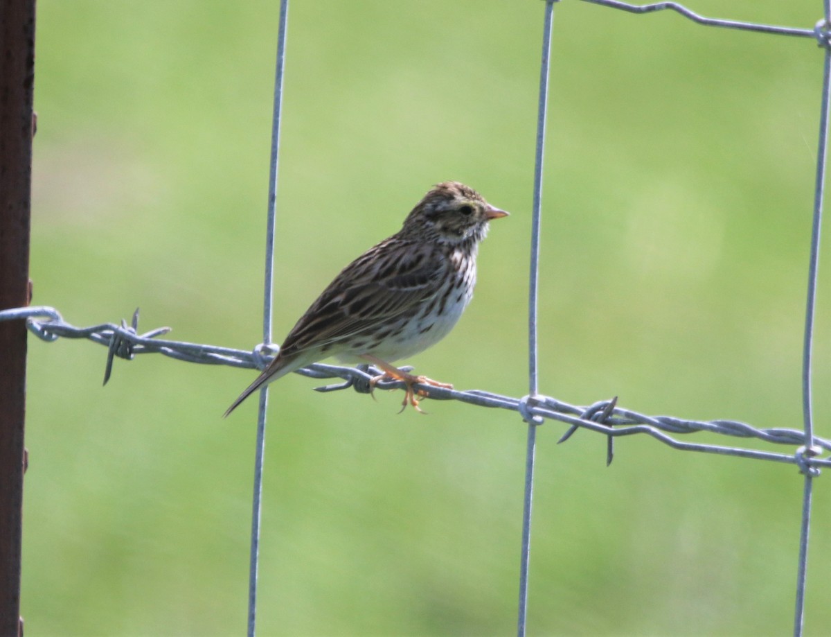 Savannah Sparrow - Ryan Phillips