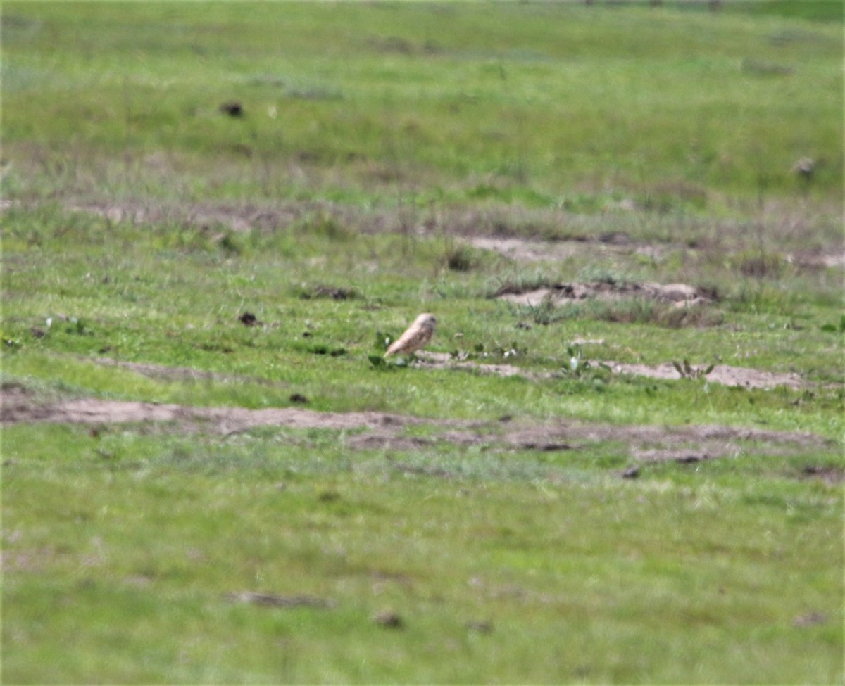 Burrowing Owl - ML318969281