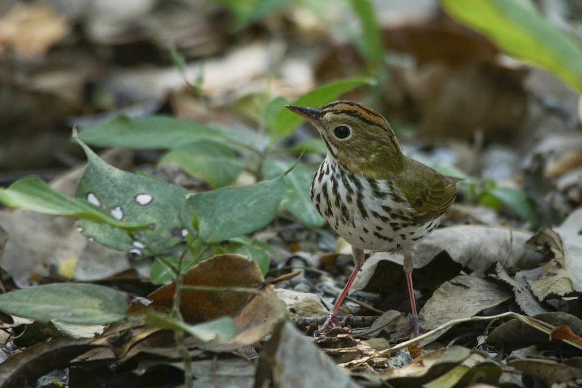 Ovenbird - ML318970441