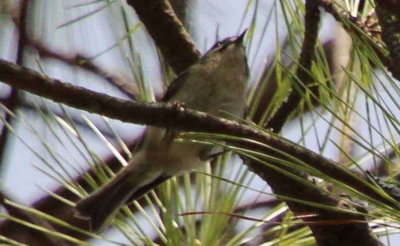 Golden-crowned Kinglet - ML318971331